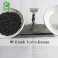 Black bean turtle bean black turtle bean